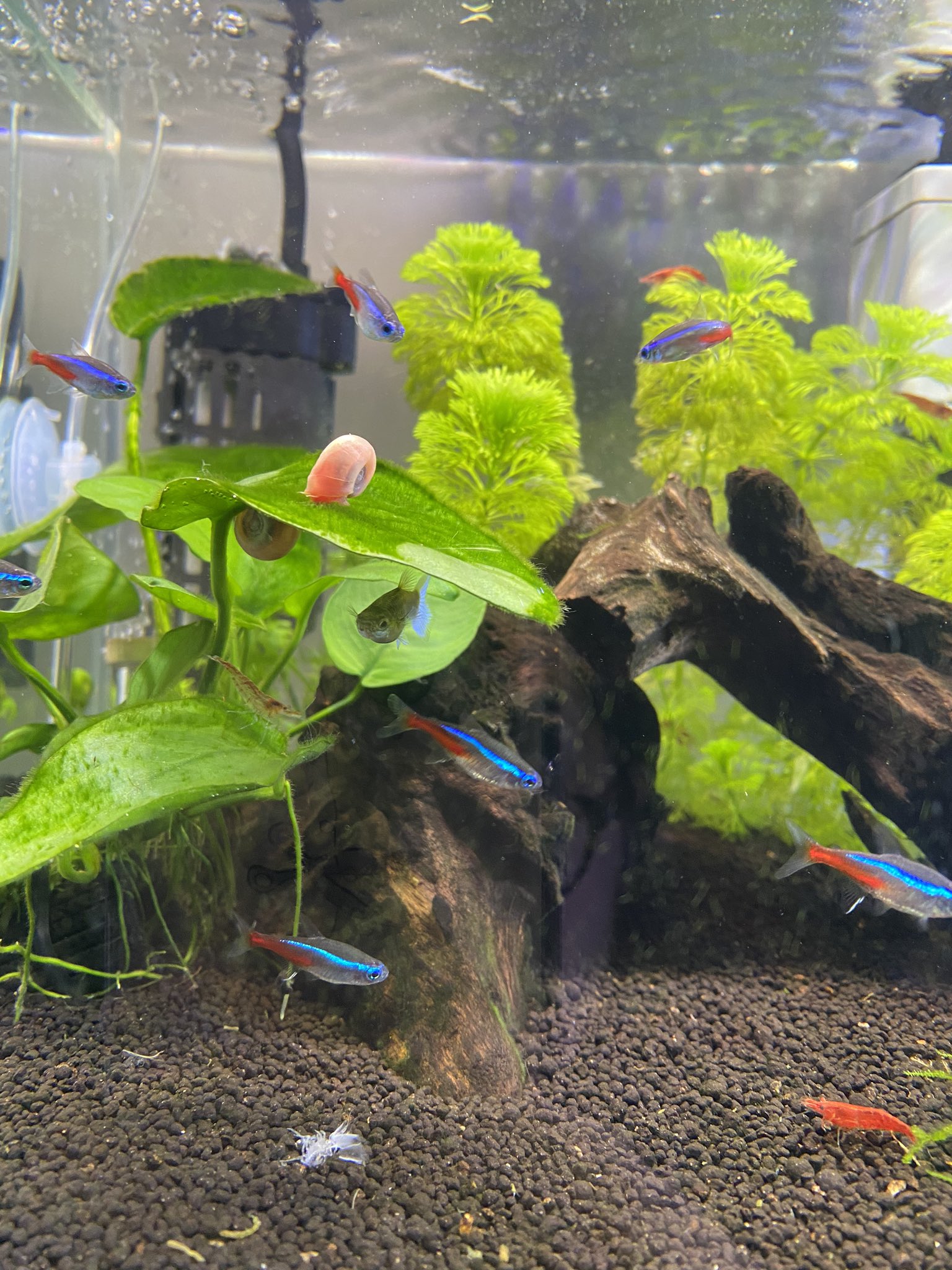 9 E あまりにブラックモーリーがグッピー を追いかけるものだから 隠れるのが上手になってる 最近はネオンテトラも追いかけるし モーリー隔離しないとかな 3 Z 今のところ弱ってる魚はいなさそうだけど T Co Gdd9jovdbh Twitter