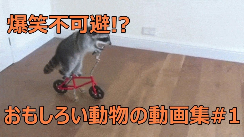 おもしろい犬 猫 動物の動画集 爆笑 面白い 癒し 1 T Co 8zfthdrnbh 犬 猫 癒し系動物 動画まとめ 98qxf6gtfiimz9u
