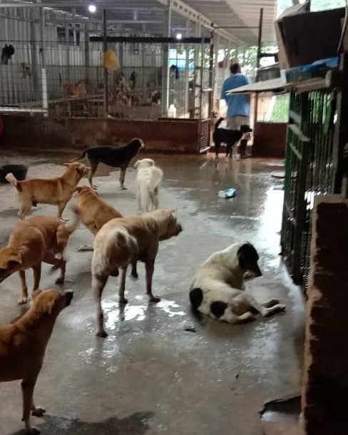 f_potkin's tweet photo. Numerous animals were cruelly left behind by their owners during the Jakarta floods. For anyone inclined to help, the respected Pejaten Shelter has rescued many of them &amp; taking both financial &amp; food donations (you can also buy their calendars!)  @raviopatra @yennikwok https://t.co/ioNP9PvCUc