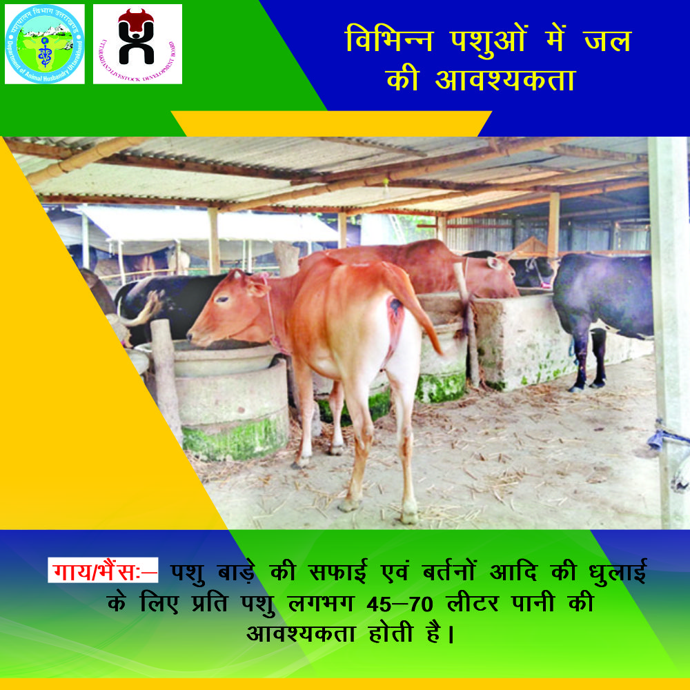 pashudhanUK's tweet photo. विभिन्न पशुओं में जल की आवश्यकता:
गाय/भैंस के पशु बाड़े की सफाई एवं उनके इस्तेमाल के बर्तनों आदि की धुलाई के लिए प्रति पशु लगभग 45-70 लीटर पानी की आवश्यकता होती है।
#WaterImportance #CattleCare #PashudhanUK
@PFCII https://t.co/WInXNLsF7W