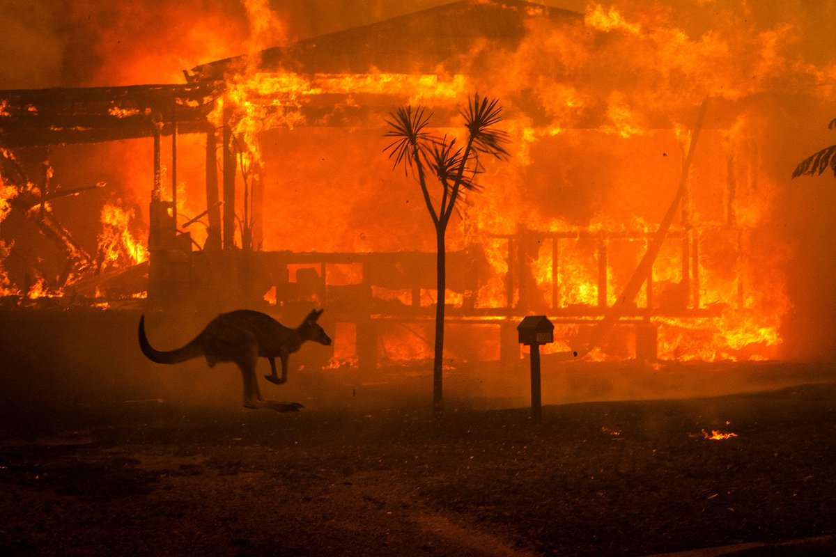 Un demi-millard d'animaux morts du fait des #incendies en #Australie où le Premier ministre continue de soutenir l'industrie du charbon et refuse d'agir contre le dérèglement climatique. Les mots ne suffisent plus il faut des actes !