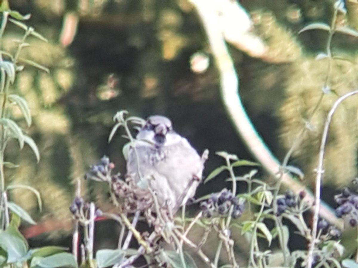 drmrhyde's tweet photo. First house sparrow of the year clearly thinks that my excellent photography is not doing him justice :) @Recordshotmyars @Natures_Voice #needbetteroptics https://t.co/naG6pXJ43g