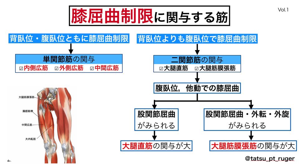 たつ 新人理学療法士 フローチャート 膝関節編 膝屈曲制限に関与する筋 膝伸展制限に関与する筋 下腿内旋と 膝屈曲制限の関係 膝蓋骨と膝屈曲制限の関係 ぜひ勉強 臨床でご活用下さい イラスト Keiさん Should Change