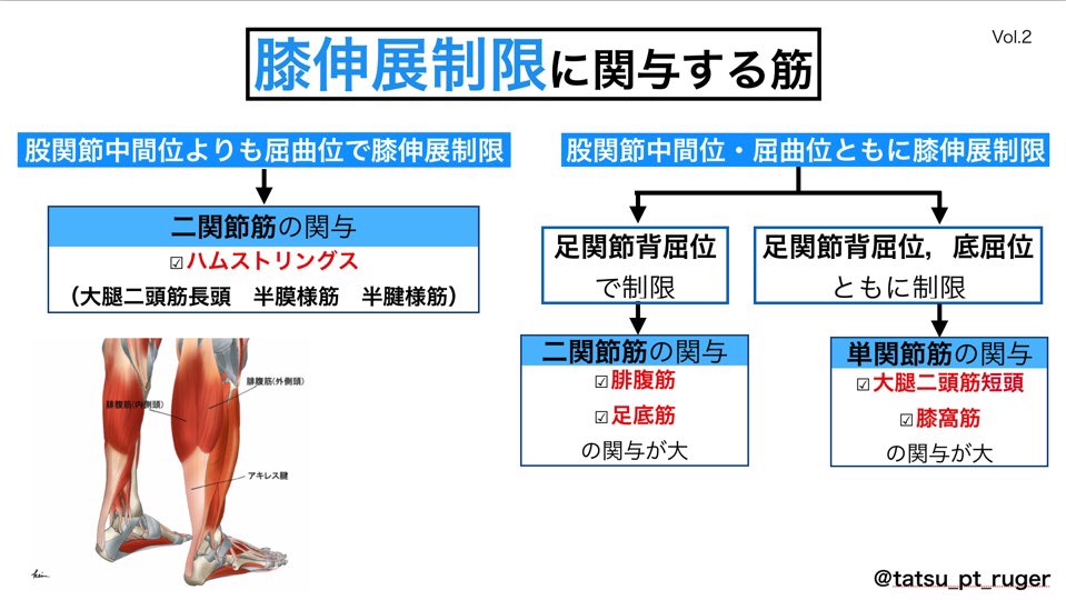 たつ 新人理学療法士 フローチャート 膝関節編 膝屈曲制限に関与する筋 膝伸展制限に関与する筋 下腿内旋と 膝屈曲制限の関係 膝蓋骨と膝屈曲制限の関係 ぜひ勉強 臨床でご活用下さい イラスト Keiさん Should Change