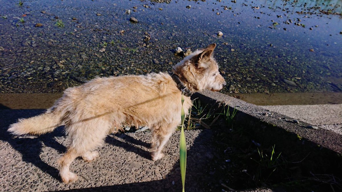 Kei 実家犬 寒いので川には入りたくない犬