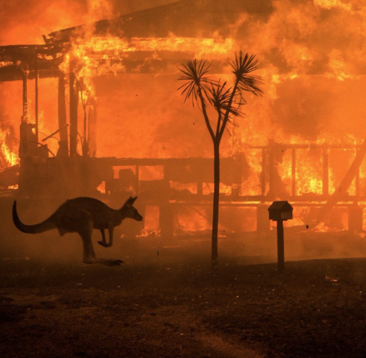 Australia needs help, millions of animals have now lost lives due to these bush fires. Several people have lost their lives,their homes. mass amounts of land has been lost, we need to come together as one to help, please donate to @redcrossau @salvosau @nswrfs #PrayForAustralia