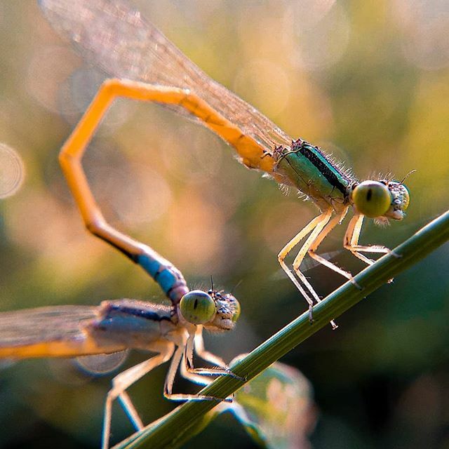 apexelindia's tweet photo. Shot by @faiyal_ahmed through
Apexel 12x24x Macro Lens
Rs. 999/- Only
Buy: https://t.co/duMD1SvQ3a
Additional tags:
#macro_spotlight #macro_holic #macro_secrets #macroworld #macro_freaks #macros #macro_kings #macro_creature_feature #macroshot #macroc… https://t.co/e07xUtKilQ https://t.co/orxuogBnoC