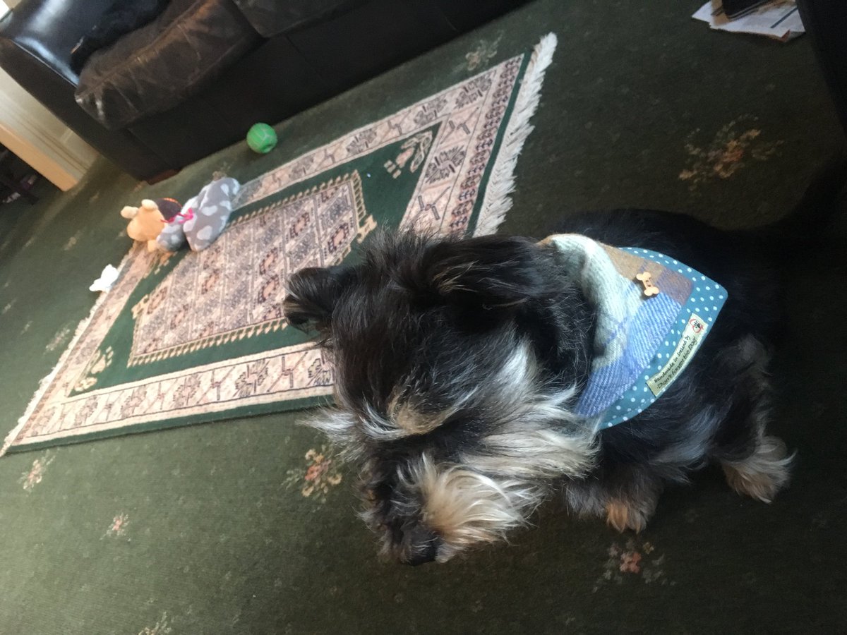 HappyTailsWalk's tweet photo. Loving my new look from @dontforgetthedog collar,lead and scarf💕 https://t.co/lb8WeymeWs
