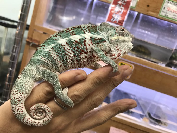 ペポニ みなと店さん がハッシュタグ パンサーカメレオン をつけたツイート一覧 1 Whotwi グラフィカルtwitter分析 ペポニ みなと店さん がハッシュタグ パンサーカメレオン をつけたツイート一覧 1 Whotwi グラフィカルtwitter分析