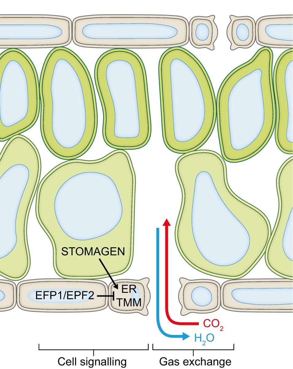 Summary of potential signals in stomata–mesophyll developmental coordination.