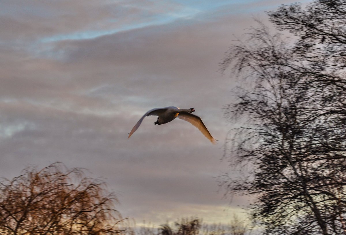 You know me, I do take a lot of photos 😆 So here are another 4 from #sunrise this morning in Ely. 😍🙏🏻 <a href="/SpottedInEly/">Spotted In Ely</a> <a href="/ChrisPage90/">Chris Page - Weatherman</a> <a href="/metoffice/">Met Office</a> <a href="/StormHour/">#StormHour</a> <a href="/itvanglia/">ITV News Anglia</a> <a href="/visitely/">Visit Ely</a> @ElyIslandPie <a href="/FascinatingFens/">Fascinating Fens</a> @nfum_Ely <a href="/ElyWildspace/">Ely Wildspace</a> <a href="/elystandard/">Ely Standard</a> #celebratethefens #swans #LovEly