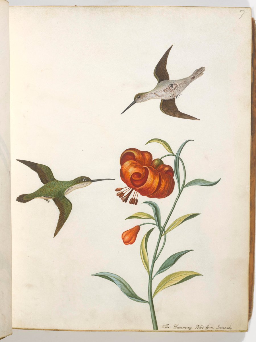 Dreaming of a summer full of #sunshine   and #hummingbirds! probably painted by  Elizabeth Albin for her father Eleazar's book on birds #naturalhistory #rarebooks #WomenInArtHistory