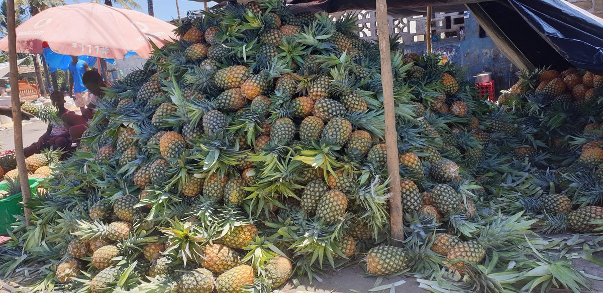 Wishing you all a #NutriSunnyYear

How long will these pineapples last here?

#FoodWaste, we are missing an opportunity 2 feed the country, due to lack of adequate conservation, processing &amp; distribution systems

#PrivateSector,  #InvestInNutrition 4 Mozambique