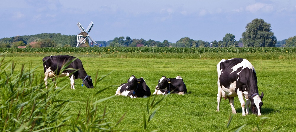 The #dairy sector has one of the smallest #carbon footprints per unit of animal product, with contribution of #milk production, processing &amp; transport 2.7% of global emissions. Understanding #emissions is a first step towards low-carbon pathways. Read more bit.ly/2ONOCYB