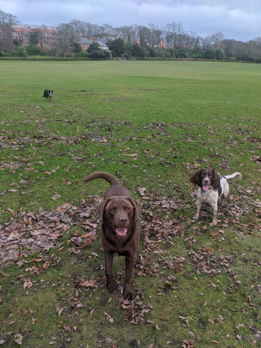 amysutcliffe15's tweet photo. Love a good run 🐾🐾

#doglife #saltwellpark #gateshead #dogwalking #petservices #furbabies #Labour #Spaniel https://t.co/zzOylJhLxf