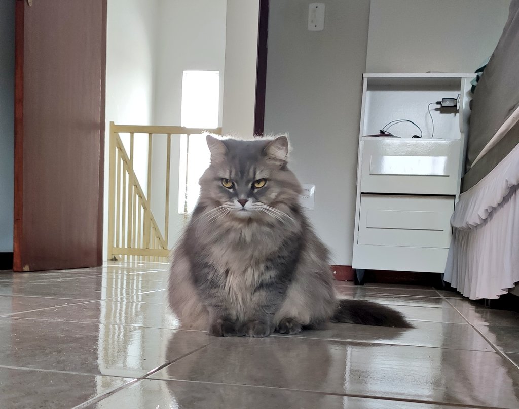 AnaPaulaHolmes's tweet photo. Gatoxinha, a gata coxinha, ta bolada https://t.co/J0NYGGBwup