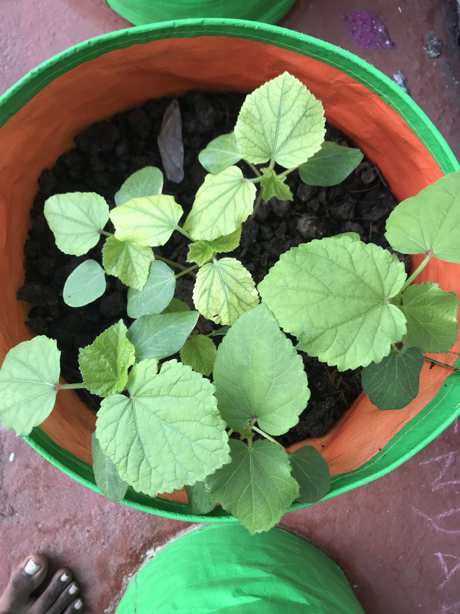 טוויטר Varunkumar Nagarajan בטוויטר Okra Brinjal Tomato Chilly Bottle Gourd Bitter Gourd Carrot Radish And Potato Coriander And Keerai Keerai Saplings Are Getting Attacked By Parrot Let S See How Many Survive