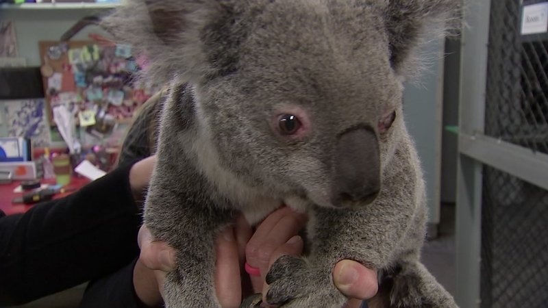 jayryangirl02's tweet photo. Please pray for the people and animals that are in the #AustralianFires just hope everyone get out ok especially the animals. 🙏🙏🙏🙏#saveaustralian #savetheanimals https://t.co/uvFKy5Cb8B
