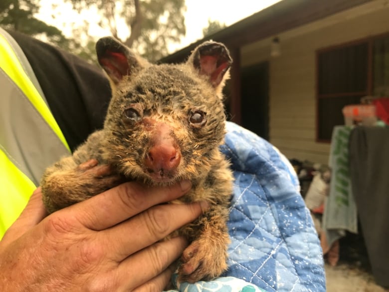 jayryangirl02's tweet photo. Please pray for the people and animals that are in the #AustralianFires just hope everyone get out ok especially the animals. 🙏🙏🙏🙏#saveaustralian #savetheanimals https://t.co/uvFKy5Cb8B