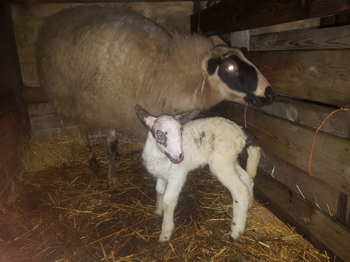 Kijk deze (g)lamgirl eens flamboyant poseren 😁. Het eerste lam van 2020 is zojuist geboren.
#lammertijd #hoera #lammetjes #schoonebekerheideschaap <a href="/gemeentezwolle/">Gemeente Zwolle</a> <a href="/stadshagennws/">StadshagenNieuws.nl</a> <a href="/InfoHoltenbroek/">HOLTENBROEK</a> <a href="/ds_Zwolle/">deStentor_Zwolle</a> <a href="/WBklooienberg/">WB de Klooienberg</a>