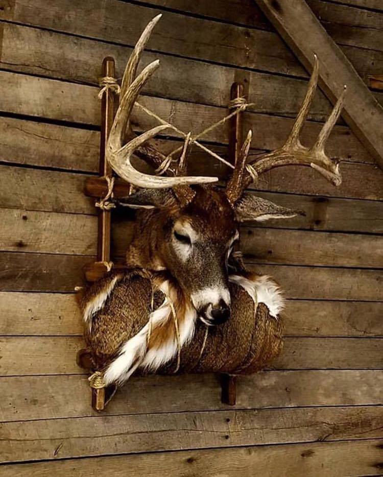 whitetailfreaks's tweet image. Thoughts on this style mount??

#WhitetailFreaks