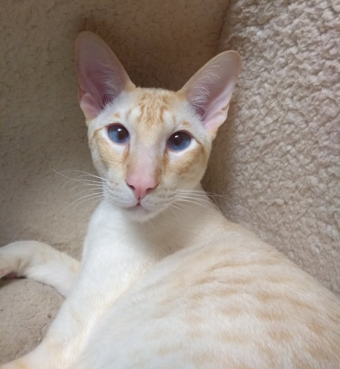 Happy first #Caturday of 2020 🐱I've been practicing looking as cute and innocent as possible in order to get away with mischief! love from Rupert 😽❤️💖💕 #GoldenBoy #MeezerMischief #SiameseCat #CatsOfTwitter #OABDRgang