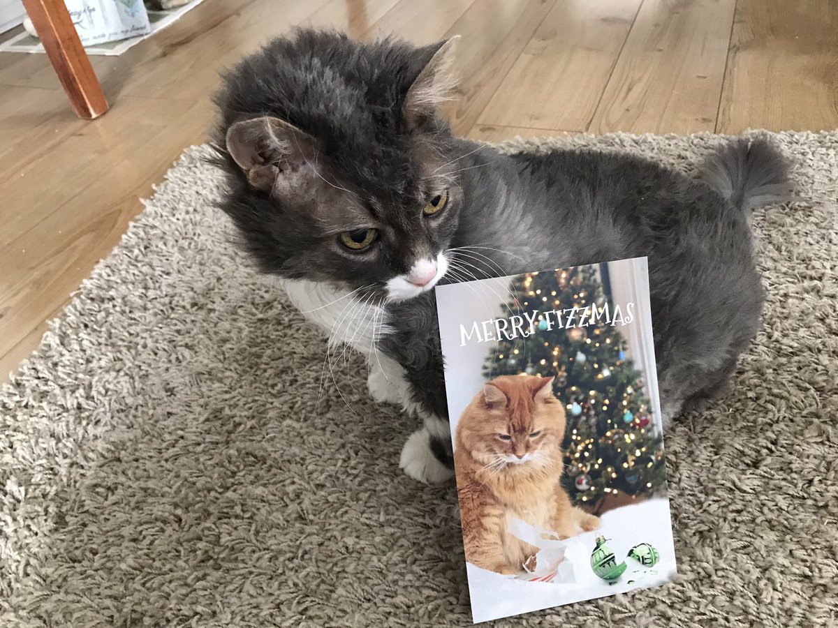 NotoriousSmokyG's tweet photo. Thanks for the Fizzmas greetings @FizWomack it has my lounging seal of approval https://t.co/NbeIBBwLom