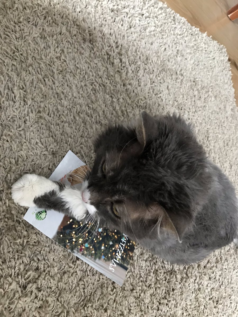 NotoriousSmokyG's tweet photo. Thanks for the Fizzmas greetings @FizWomack it has my lounging seal of approval https://t.co/NbeIBBwLom