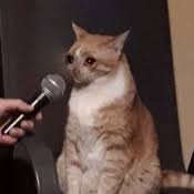 Ranbir Kapoor as cat shitposts - a thread