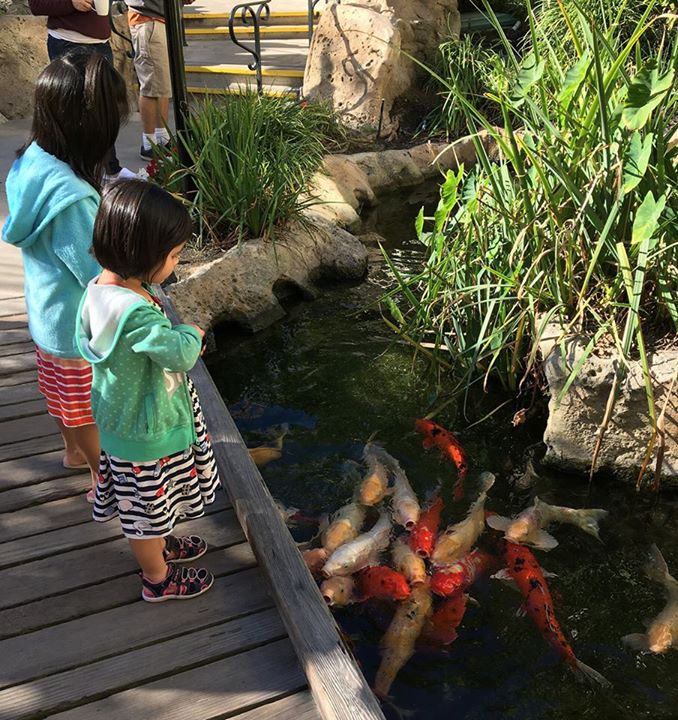 HyattHB's tweet photo. Join us at @PacificWaterSpa for #koifeeding at 10am every Wednesday, Saturday and Sunday!
#HyattHB #resortactivities https://t.co/wkU8qY74Or