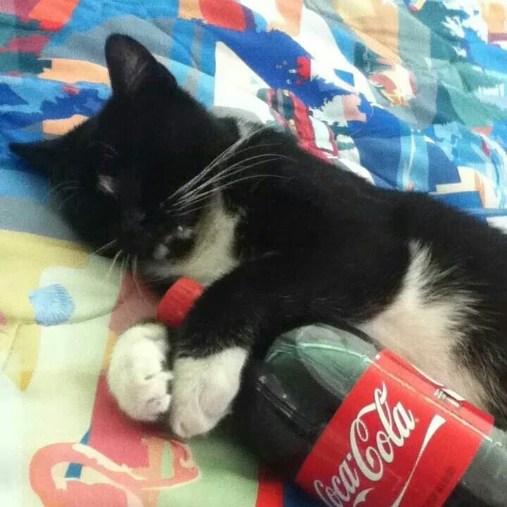 Ranbir Kapoor as cat shitposts - a thread