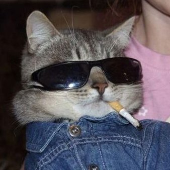 Ranbir Kapoor as cat shitposts - a thread
