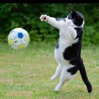 Ranbir Kapoor as cat shitposts - a thread