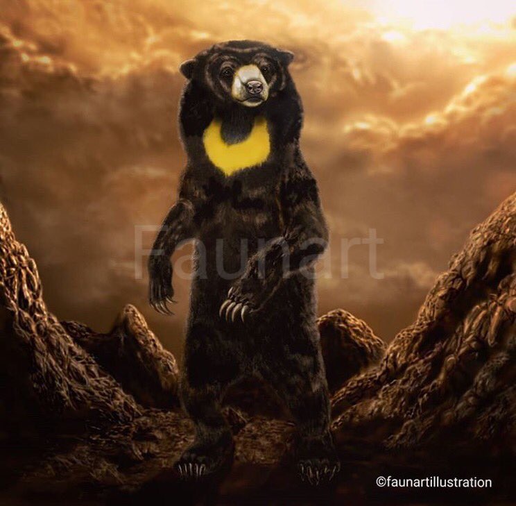 faunart's tweet photo. Sun bear (Helarctos malayanus). #artwork made as gif in 2012. Who doesn’t like a teddy bear ? 🧸 #sciart #drawing #illustration #animals #bear https://t.co/xpeHroxBl7