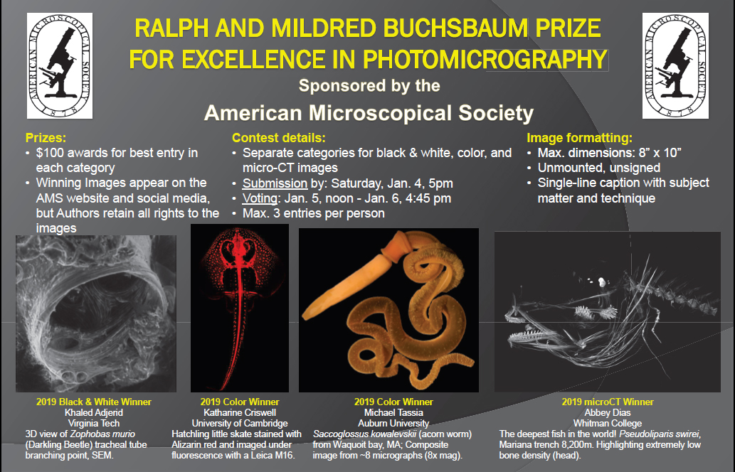 AMS_Micros's tweet image. Submit your entry to the #Buchsbaum Contest TODAY by 5 pm at the AMS booth (101)! Then come and vote for your favorite photomicrograph. #SICB2020 @SICBtweets
