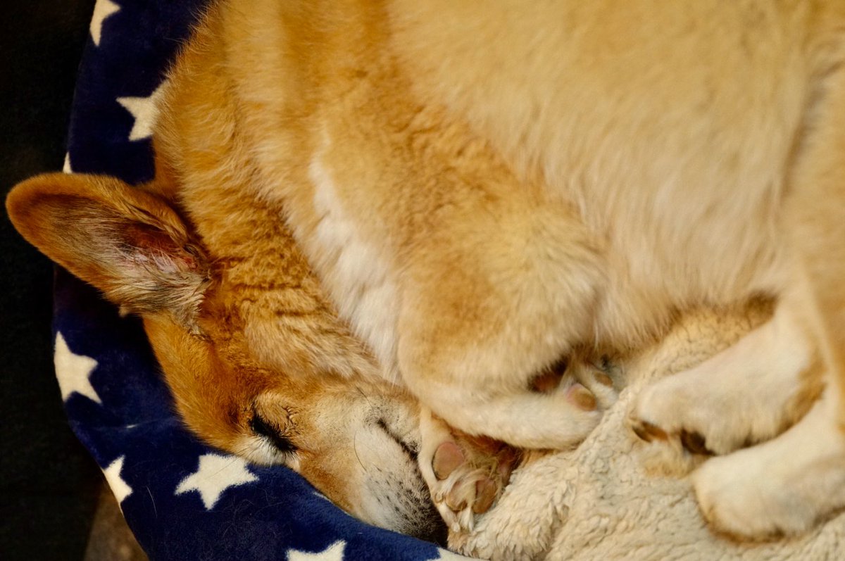 熟睡犬