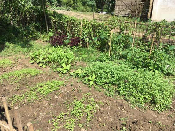 AmguriP's tweet photo. Kitchen garden pictures of some AWCs under Amguri ICDS project.#PoshanAbhiyaan #Sahiposhandeshroshan #MinistryWCD. https://t.co/vcnJQOlIAu