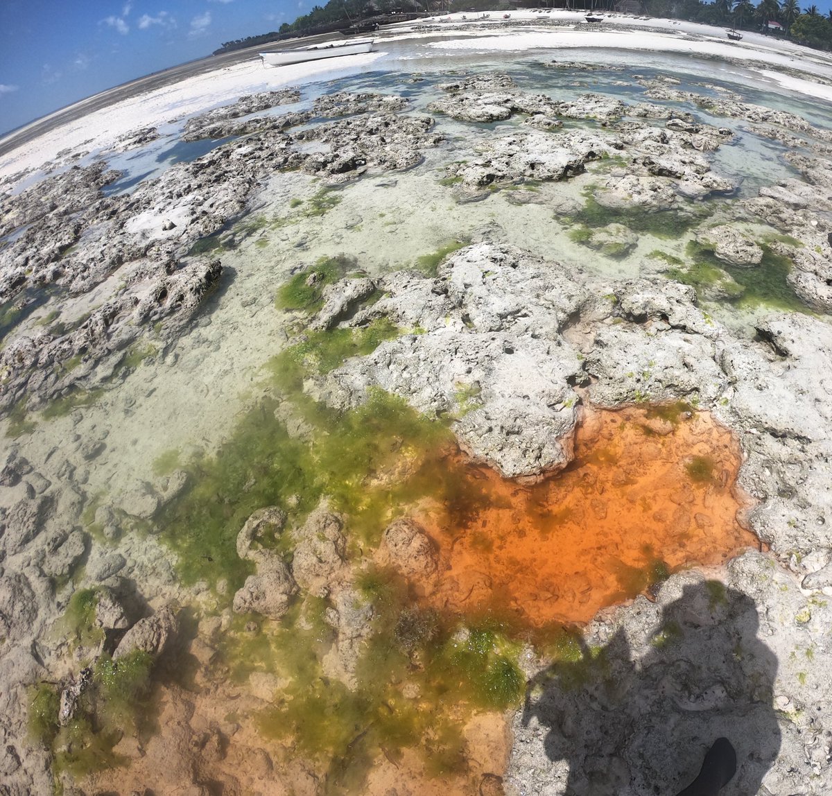 LeilaScheltema's tweet photo. Anyone know what this orange colouring is in this rock pool? Found a different tiny rock pool with dark orange colouring as well... https://t.co/mEQyW28IYp