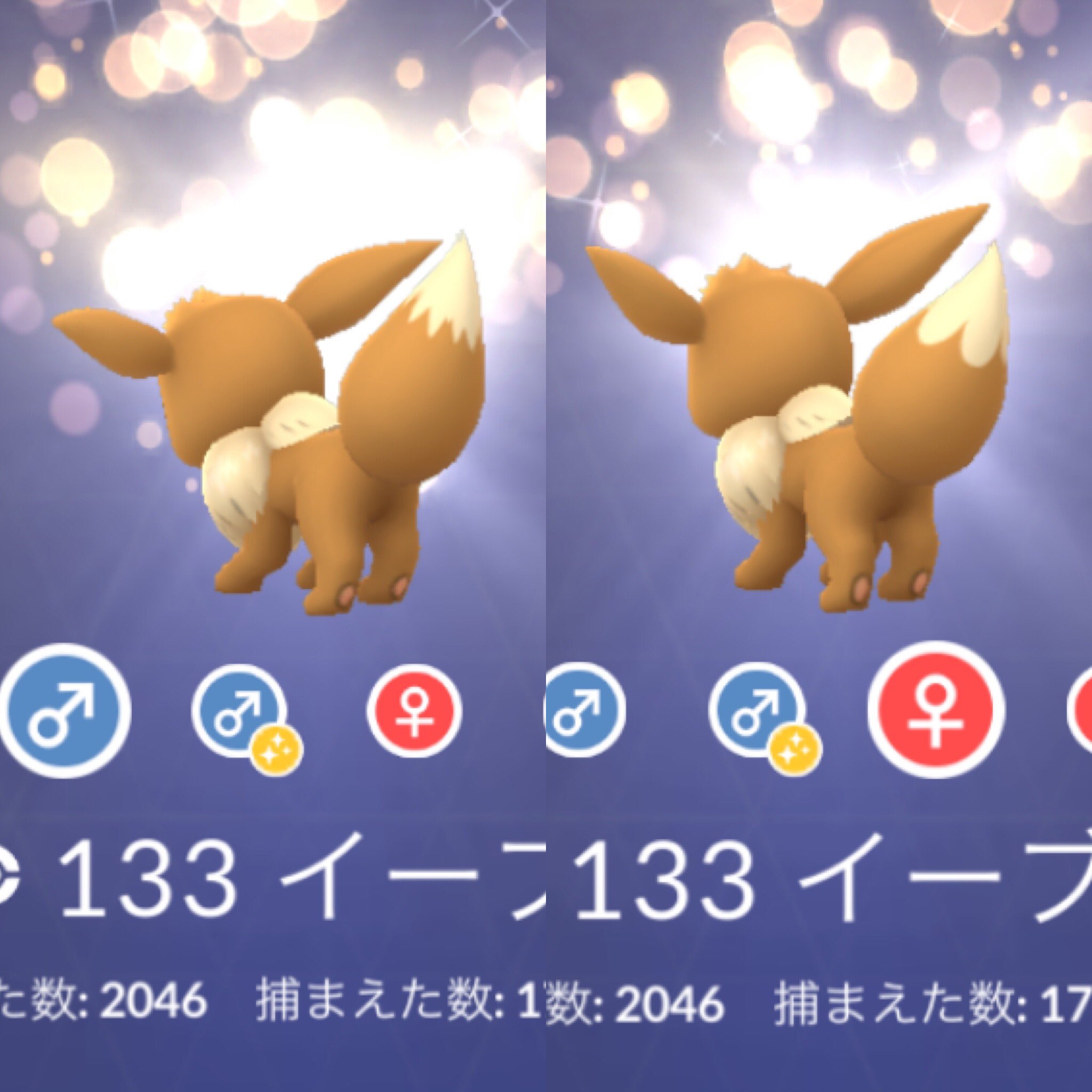 Kenken えっ イーブイのオスメスの見分け方が実装された いつから イーブイ ポケモンgo Kenken えっ イーブイのオスメスの見分け方が実装された いつから イーブイ ポケモンgo