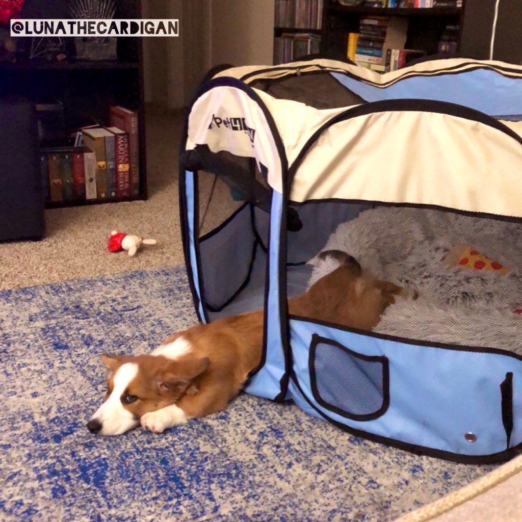 lunathecardigan's tweet photo. When you’re stuck between wanting to get out of the @picassotiles #Pet4Fun play pen and wanting to stay in it ... I guess this will do. #corgi #cardiganwelsh #LunaTheCardigan https://t.co/6BRvXcfpmA