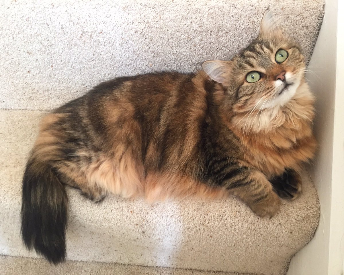 RuthEHawke's tweet photo. She is such a beautiful little fluff ball 💜 #cat #twiggy #love https://t.co/lK9M6fO7e2