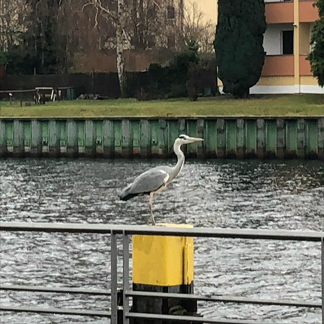 runifico's tweet photo. Saturday long run in the Rain and cold but with „freeze“ spectators 😂🏃🏃🏃#dontmove #run #nature #nevernotrunning #riverside #longrun #rnrliverpool #fitnessmotivation #winterstrength #resolution #2020goals @rnrliverpool #rocknroll https://t.co/EH9rRP6128
