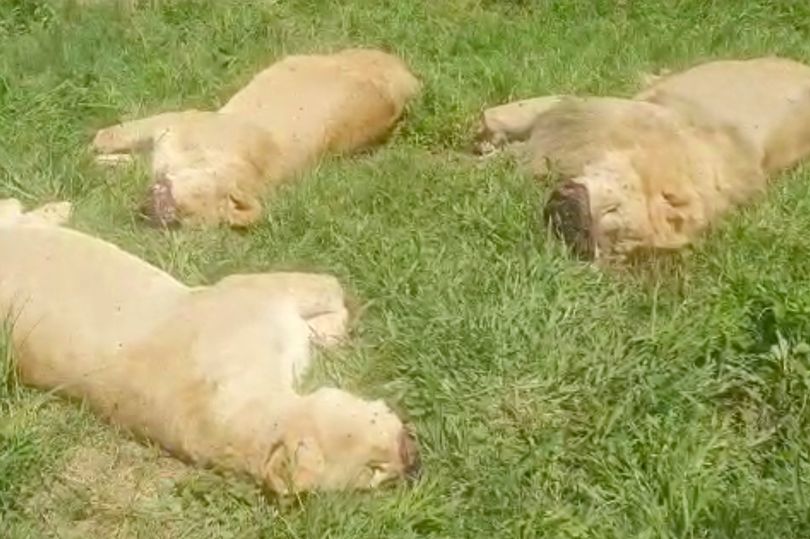 Horror as 16 lions slaughtered by poachers who cut off their faces and claws mirror.co.uk/news/world-new…