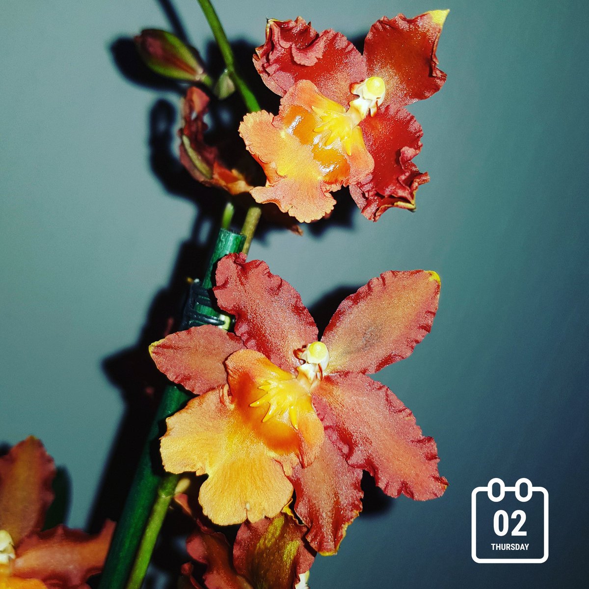 RhoRhoPhotos's tweet image. I've challenged myself to do a photo a day this year! Follow using the link below! #photooftheday #photography #rhorho #adventuresofrhorho
m.facebook.com/story.php?stor…