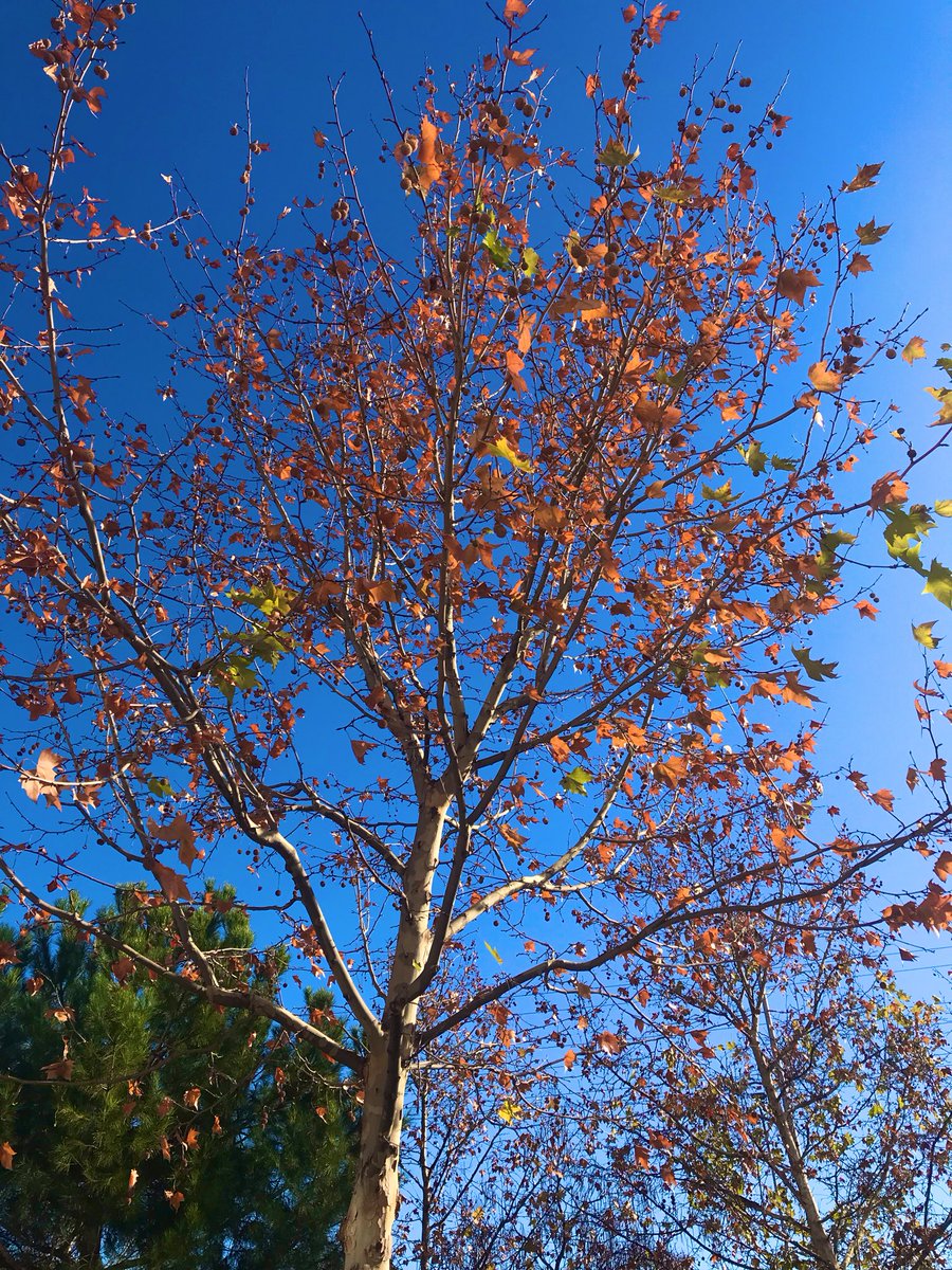 LyfInTransit's tweet photo. Why walking is the best strategy of my travel plans in Spain? It gives me enough time to reflect on life as also giving so much opportunity to appreciate the tiniest joys of everyday life. Starting my #JoysOfWalking series with these lovely frames from this morning. #EuropeYatra https://t.co/pogHY4N1M4