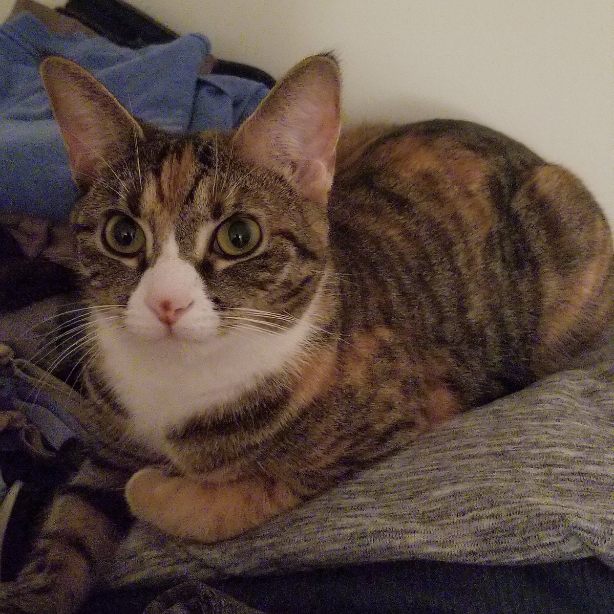 AliciaBeth70's tweet photo. #Dottie @AmyFreeze7 #SuperCatSaturday https://t.co/4oXxNGmyIO