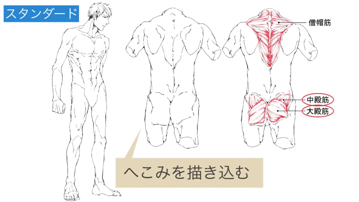 お絵かき講座パルミー 7周年イラコン開催中 スタンダードな男性の体の描き方 全体的に緩やかな逆三角形をイメージして描きましょう 背中は筋肉が発達していることを意識し お尻はえくぼのようなへこみを描くと男性の体らしくなりますよ T