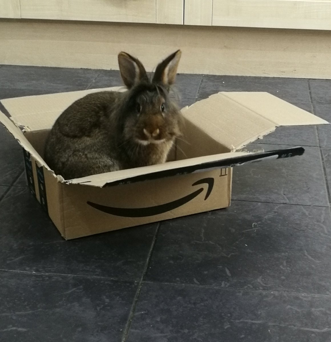 Larry90690653's tweet photo. Did mum order me from Amazon? 🤣
Bunny in a box 📦🐇 https://t.co/ChyEW7EN0w