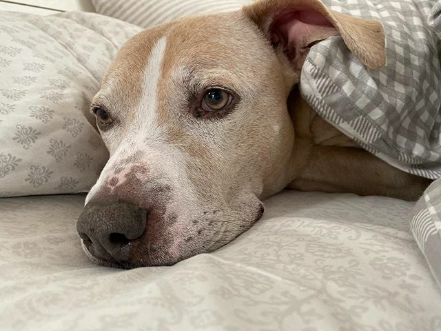 This me success moment buried inside hooman sheets 
#ellethedog ift.tt/39ADGG9