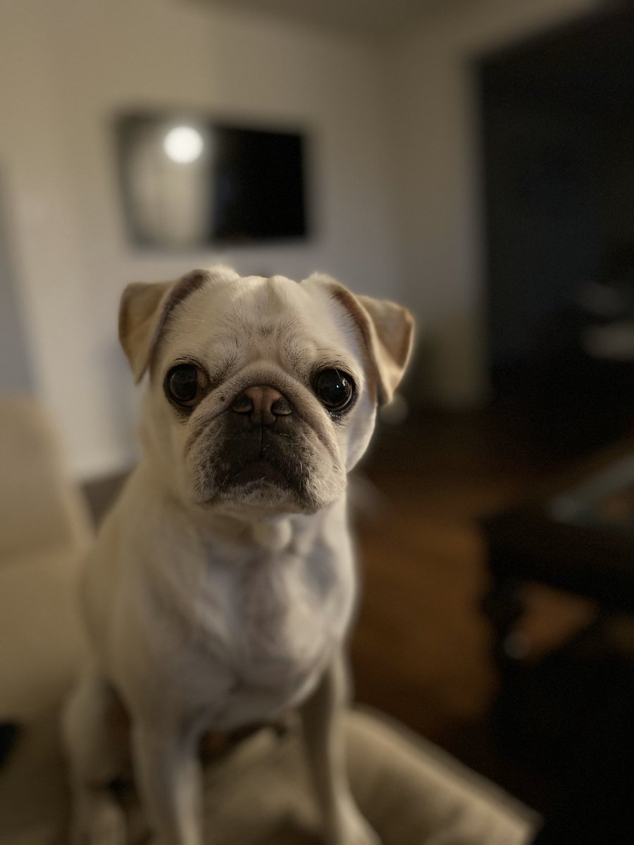 theehotpugcoach's tweet photo. first photo on my new iPhone #OliveBean ๐ https://t.co/d1nqY8ZmmT